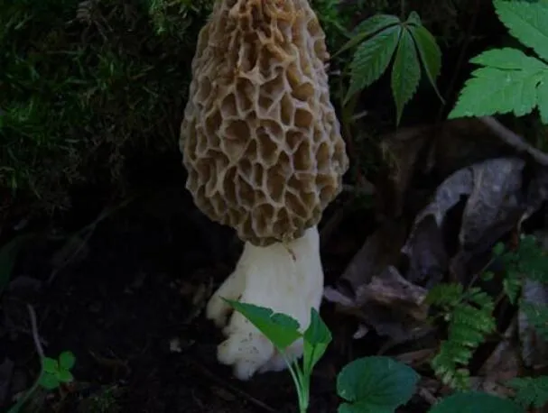 Свежие бобы фава и рагу из сморчков с белой рыбой