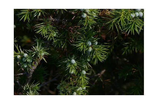 Можжевеловая пряность