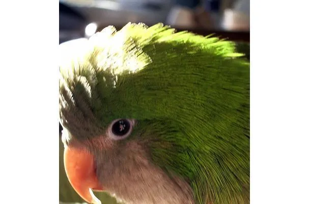 Маринованный или уксусный имбирь