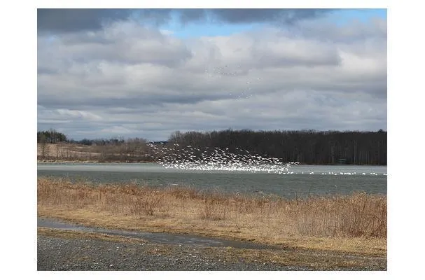 Консервированный гусь